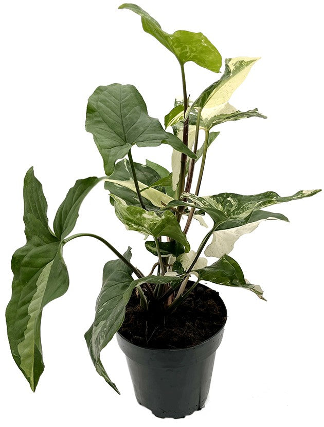 Syngonium "podophyllum albo" variegata - grün-weiße Purpurtute