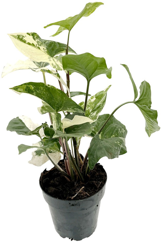 Syngonium &quot;podophyllum albo&quot; variegata - grün-weiße Purpurtute