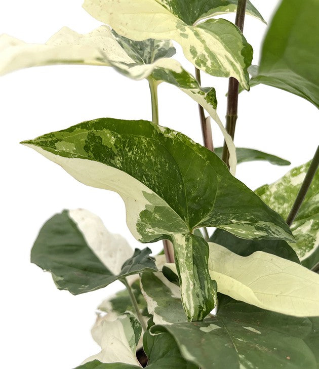 Syngonium "podophyllum albo" variegata - grün-weiße Purpurtute