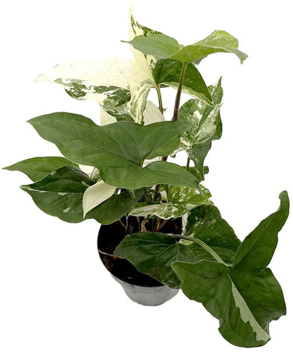 Syngonium &quot;podophyllum albo&quot; variegata - grün-weiße Purpurtute