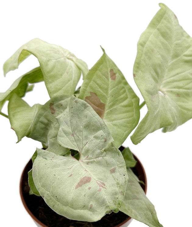 Syngonium podophyllum &quot;Milk Confetti&quot; - creme-rote Purpurtute