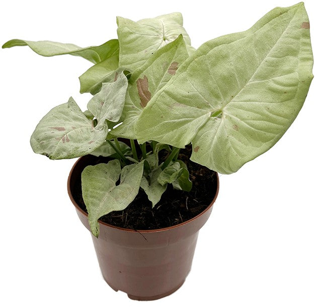 Syngonium podophyllum "Milk Confetti" - creme-rote Purpurtute