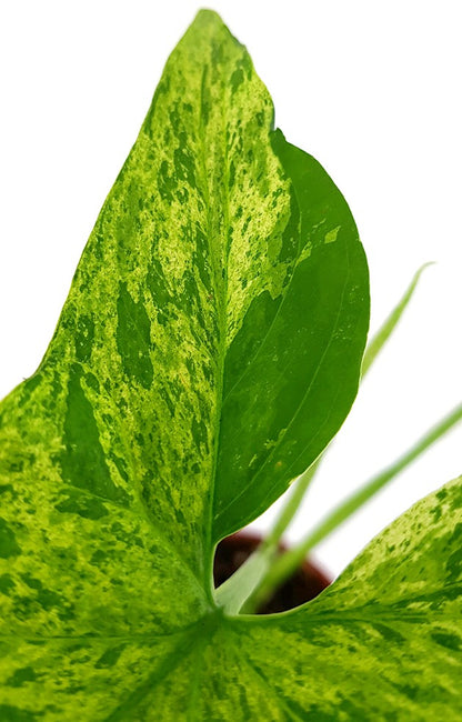 Syngonium mottled - gesprenkelte Purpurtute