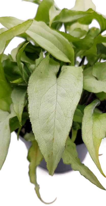 Syngonium &quot;Silver Fox&quot; - silberne Purpurtute