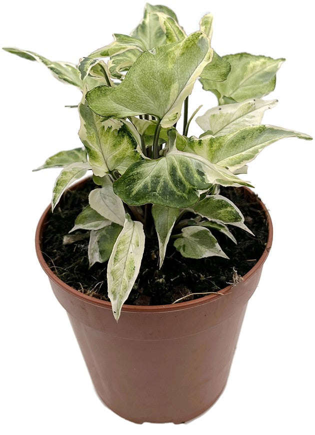 Syngonium "Starlite" - leuchtende Purpurtute