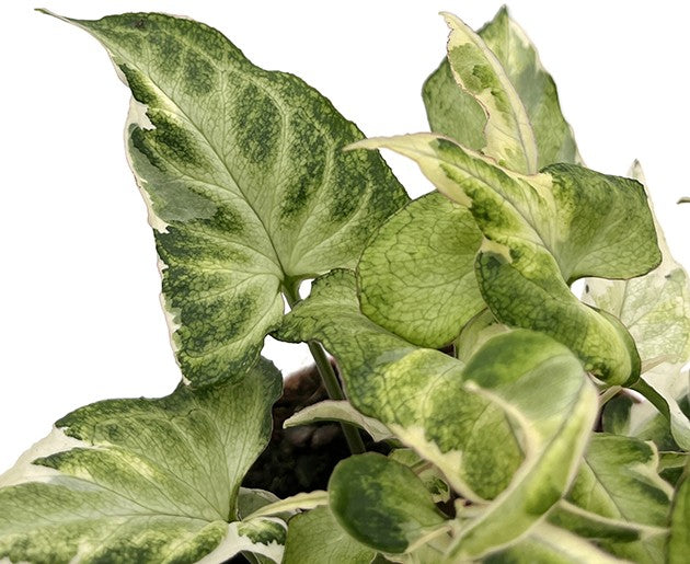 Syngonium "Starlite" - leuchtende Purpurtute