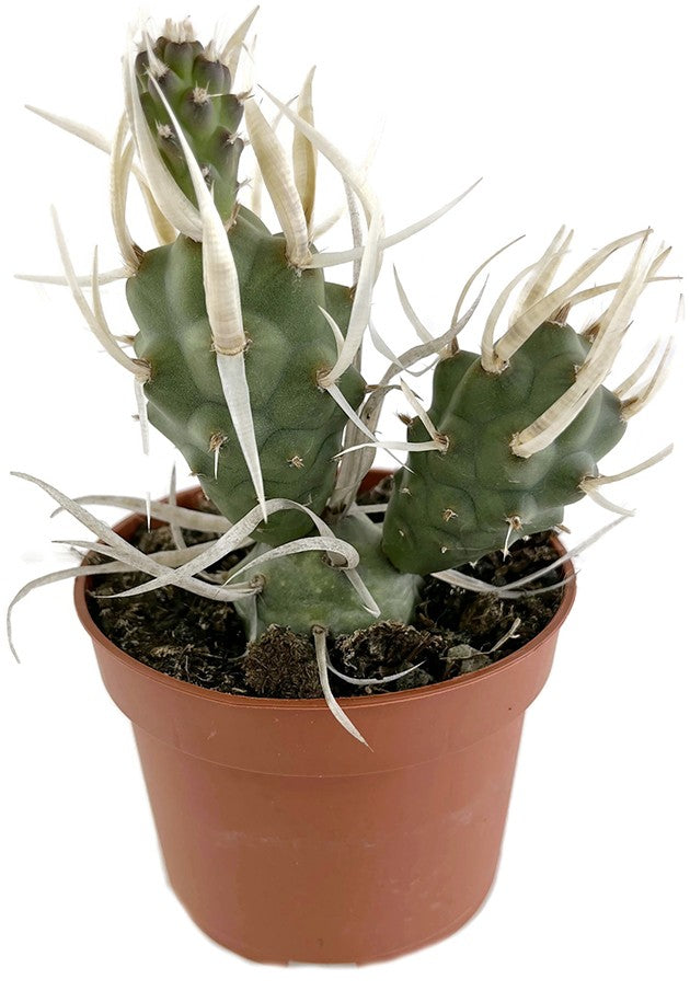 Tephrocactus articulatus var. papyracanthus - Sukkulente