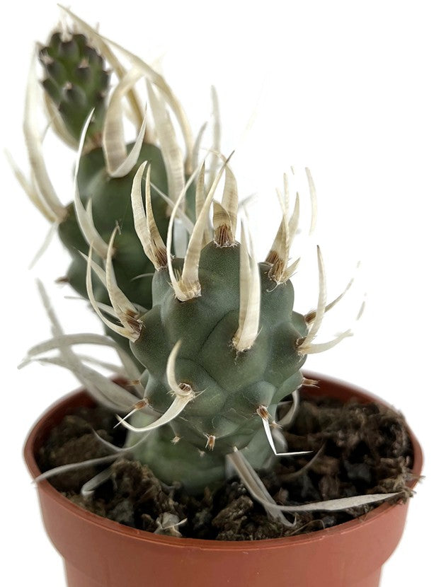 Tephrocactus articulatus var. papyracanthus - Sukkulente