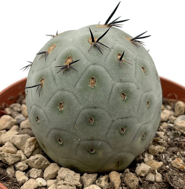 Tephrocactus geometricus - Kaktus