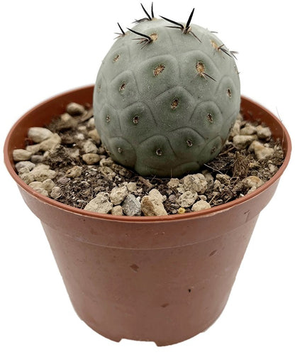 Tephrocactus geometricus - Kaktus