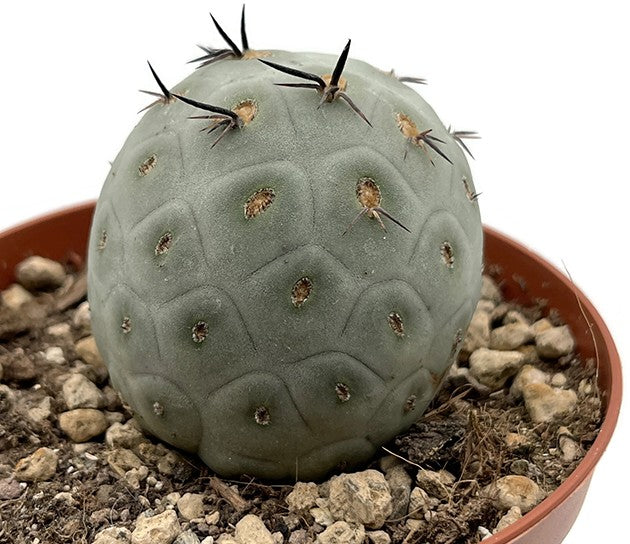 Tephrocactus geometricus - Kaktus