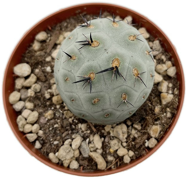 Tephrocactus geometricus - Kaktus