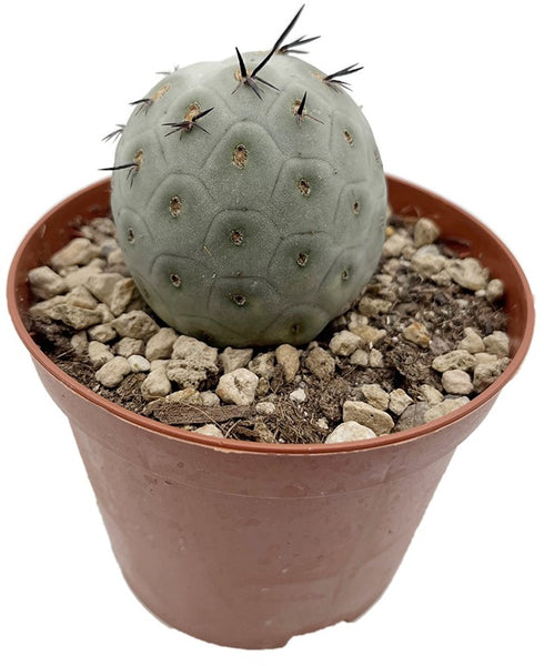 Tephrocactus geometricus
