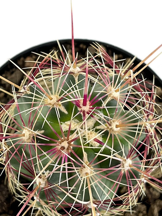 Thelocactus bicolor - zweifarbiger Warzenkaktus