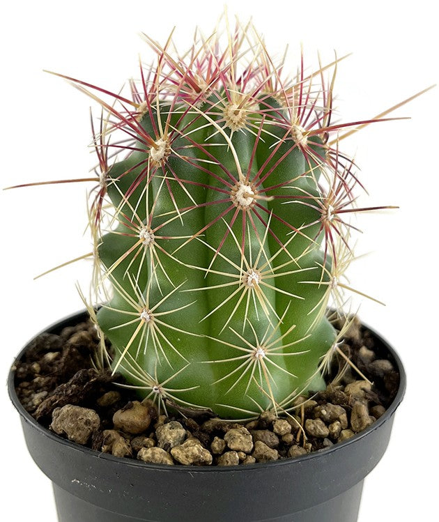 Thelocactus bicolor - zweifarbiger Warzenkaktus