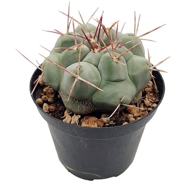 Thelocactus hexaedrophorus - auffälliger Warzenkaktus