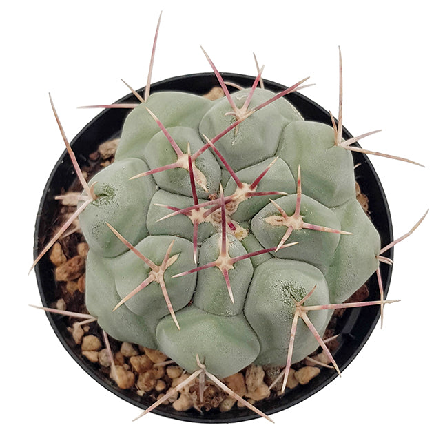 Thelocactus hexaedrophorus - auffälliger Warzenkaktus