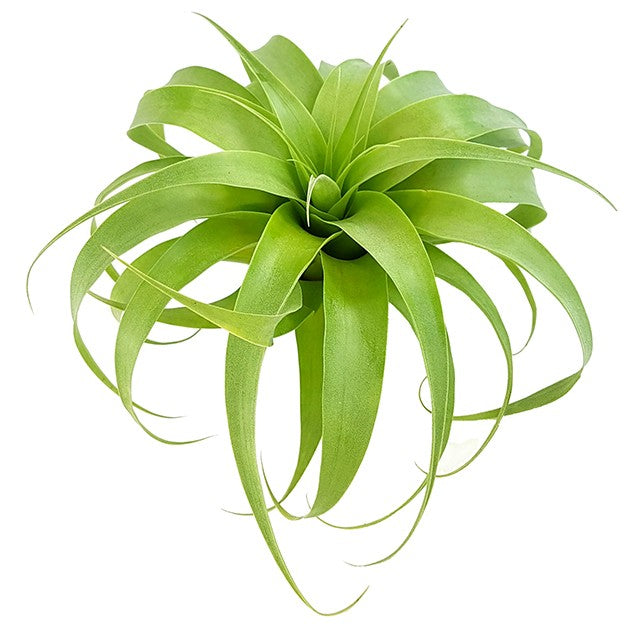 Tillandsia fasciculata ‘Samantha’ - große Bromelie