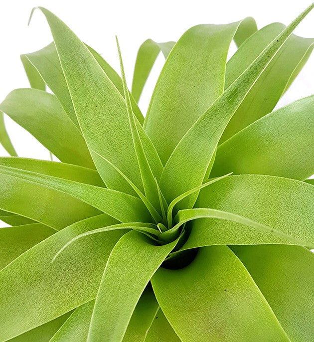 Tillandsia fasciculata ‘Samantha’ - große Bromelie