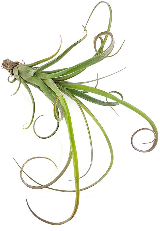 Tillandsia &quot;Curly&quot; - Tillandsie