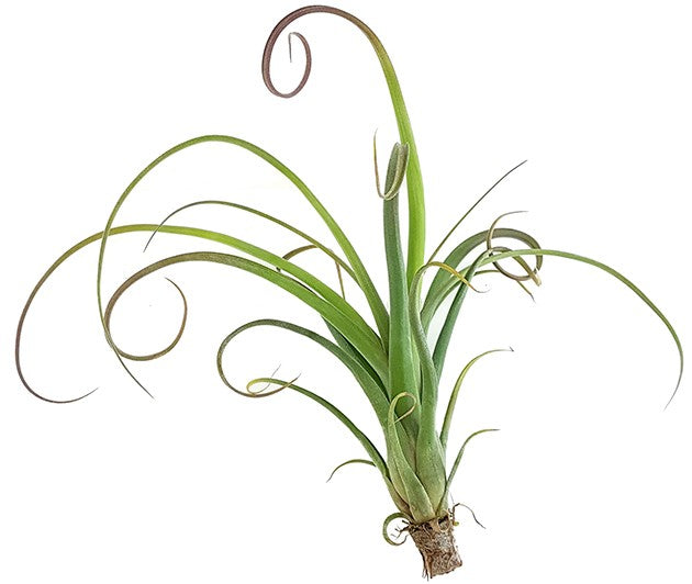 Tillandsia "Curly" - Tillandsie