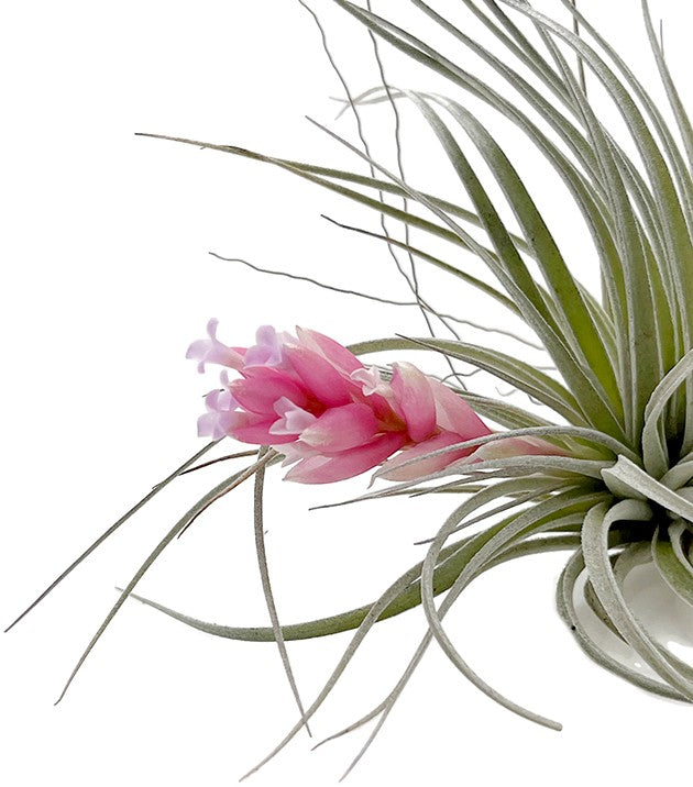 Tillandsia "Cotton Candy" - Luftpflanze