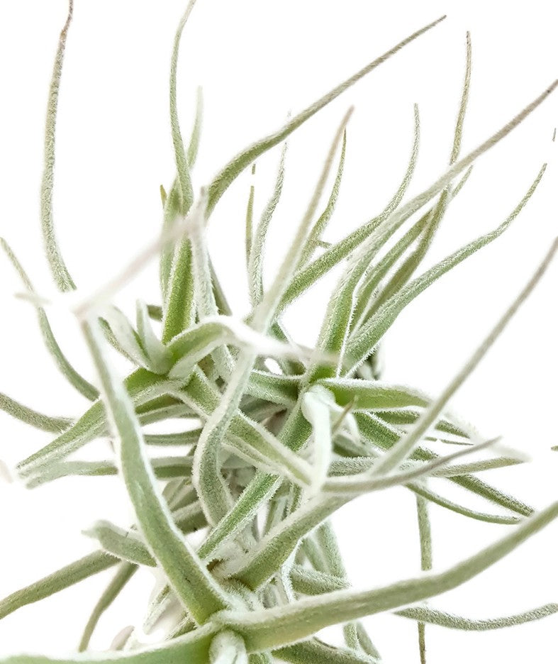 Tillandsia Diaguitensis - Aufsitzerpflanze