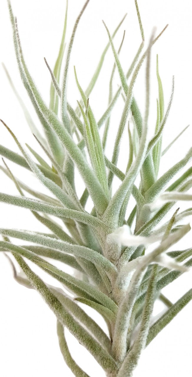 Tillandsia Diaguitensis - Aufsitzerpflanze