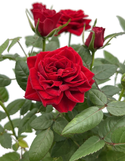 Rose &quot;Herzensfreude&quot; - rote Topfrose