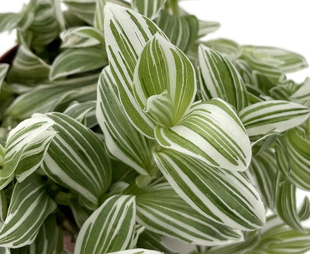 Tradescantia albiflora "Albovittata" - weiße Dreimasterblume