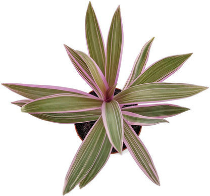 Tradescantia spathacea - purpurblättrige Dreimasterblume