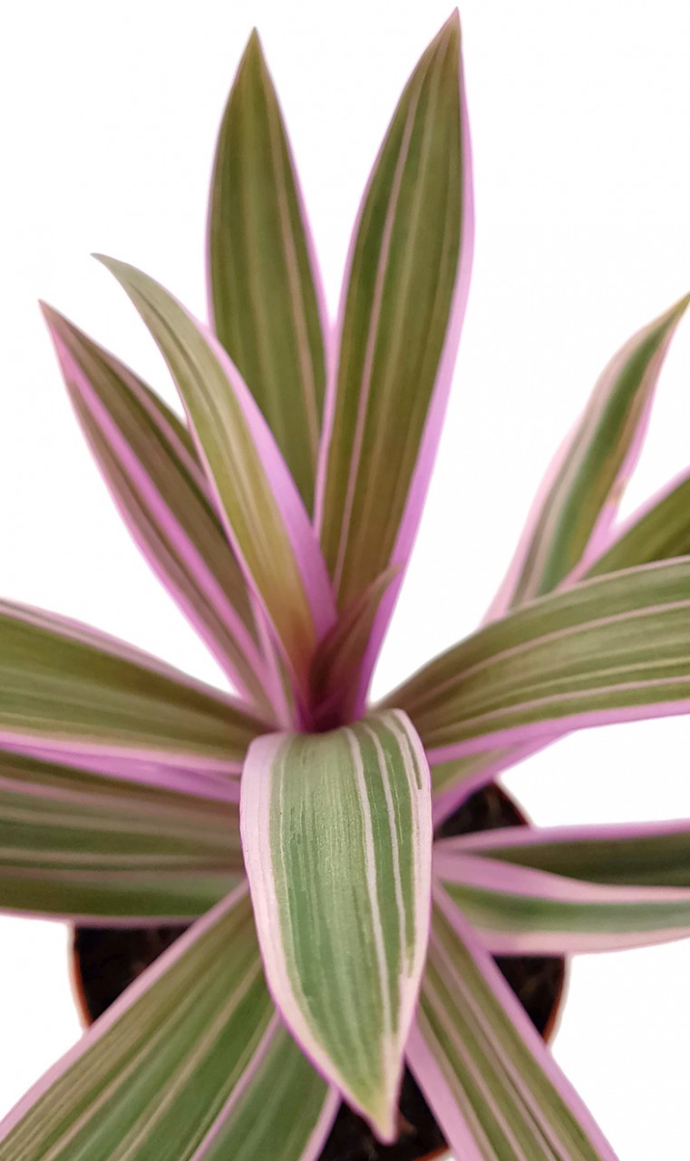 Tradescantia spathacea - purpurblättrige Dreimasterblume