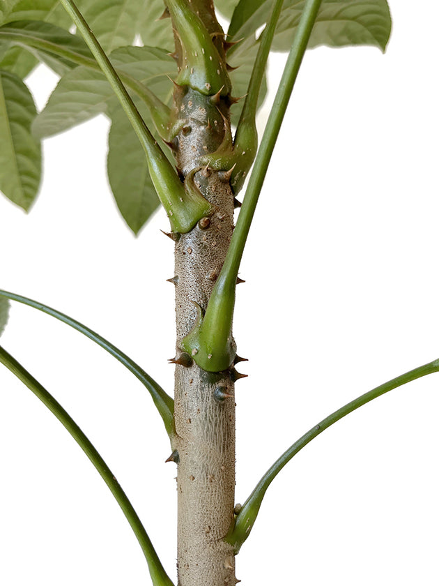 Trevesia burckii - Ghost&