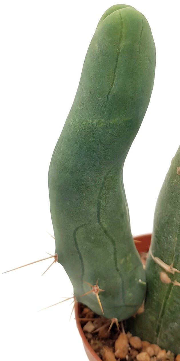 Trichocereus bridgesii f. monstruosa - Penis Kaktus