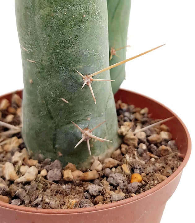 Trichocereus bridgesii f. monstruosa - Penis Kaktus