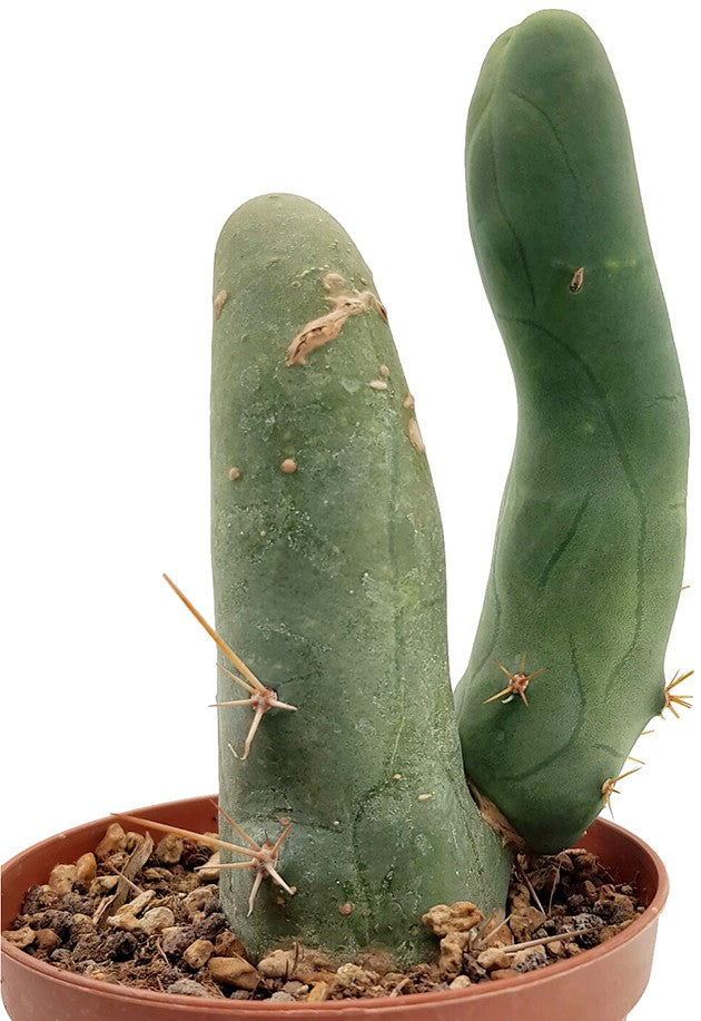 Trichocereus bridgesii f. monstruosa - Penis Kaktus