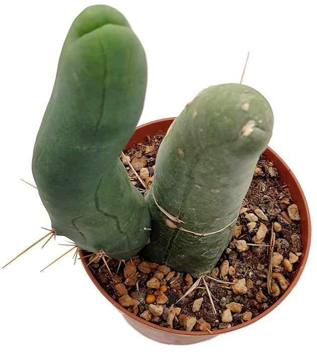 Trichocereus bridgesii f. monstruosa - Penis Kaktus