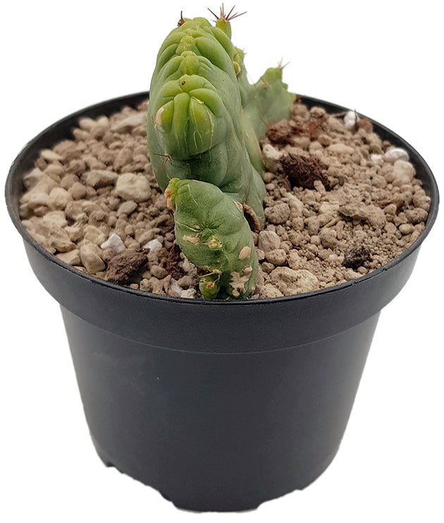 Trichocereus bridgesii f. monstruosa crestate - Penis Kaktus