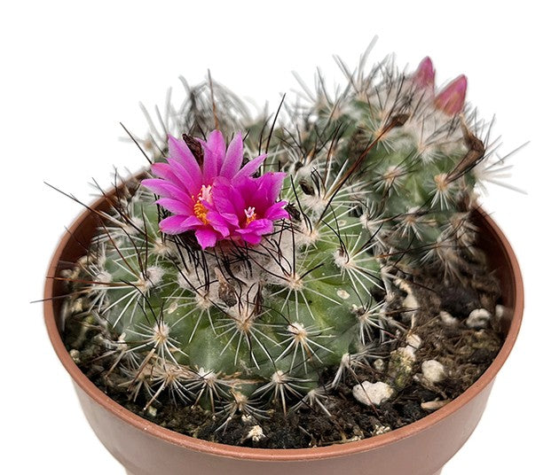 Turbinicarpus saueri ssp. nelissae - Kaktus