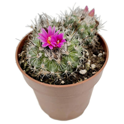 Turbinicarpus saueri ssp. nelissae - Kaktus