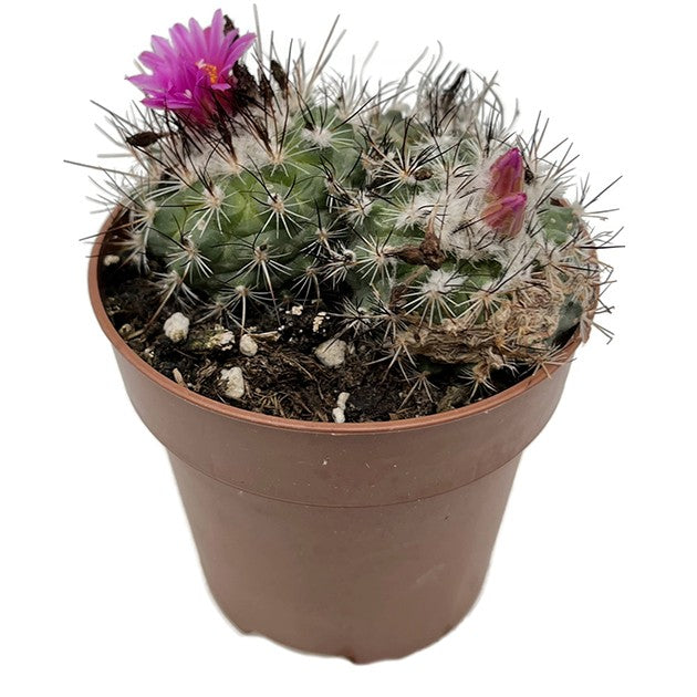 Turbinicarpus saueri ssp. nelissae - Kaktus