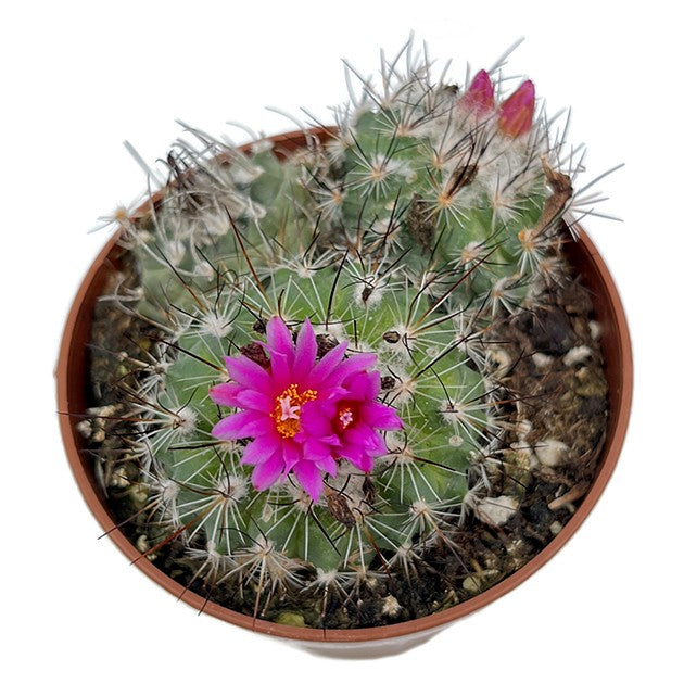 Turbinicarpus saueri ssp. nelissae - Kaktus