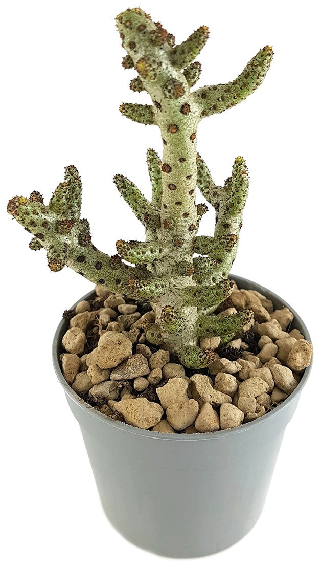 Tylecodon buchholzianus - dekorative Sukkulente