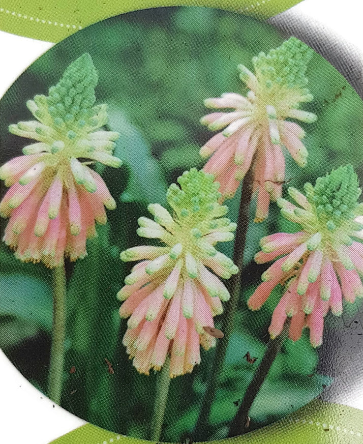 Veltheimia - exotische Kaplilie