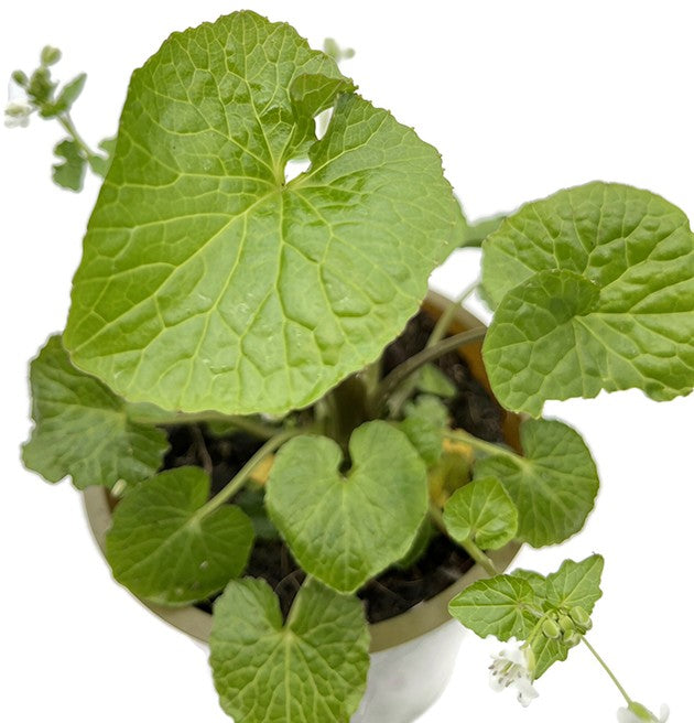Wasabi japonica - japanischer Meerrettich