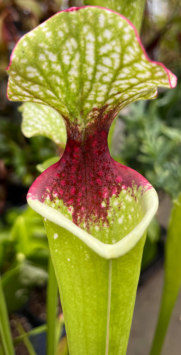 Sarracenia (Wilkerson&