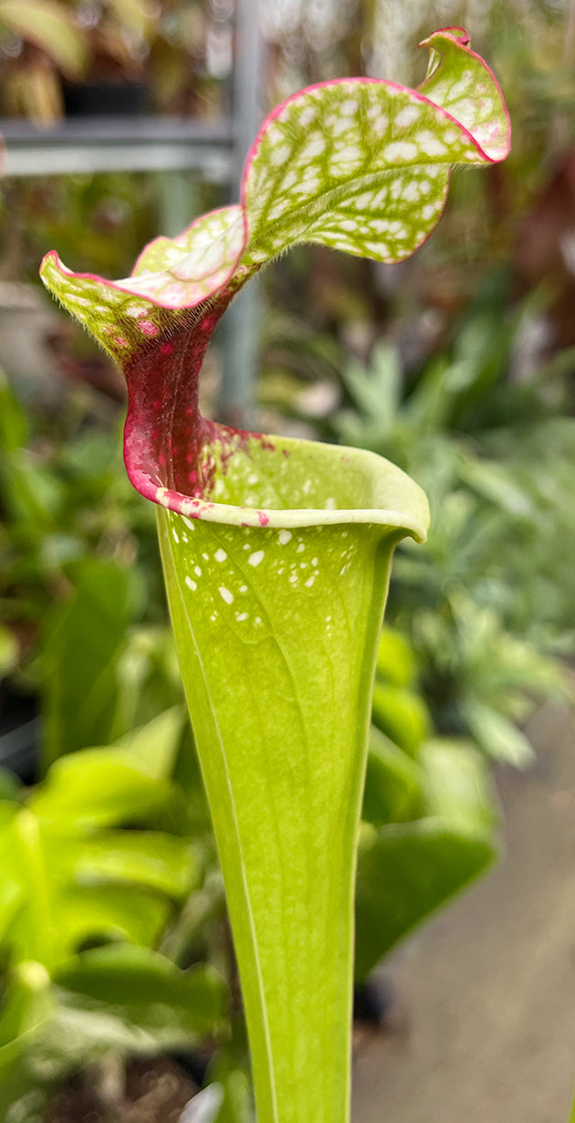 Sarracenia (Wilkerson&