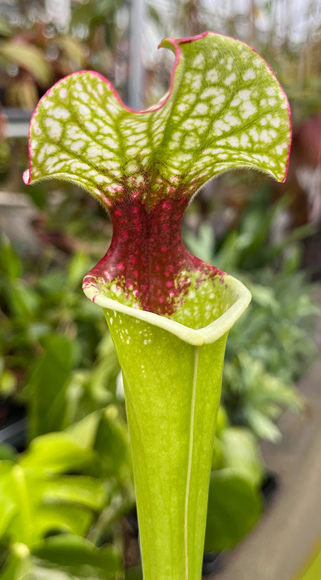 Sarracenia (Wilkerson&