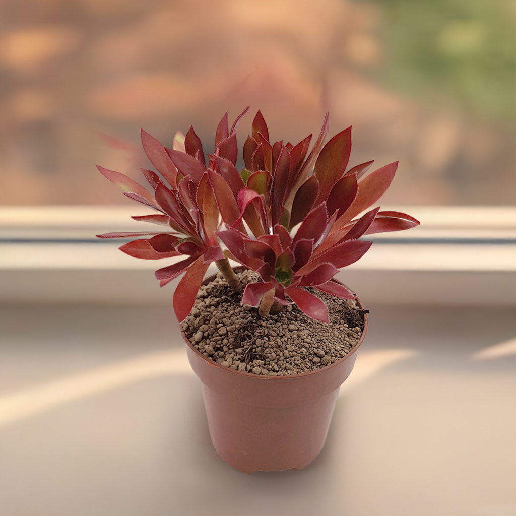 Aeonium &