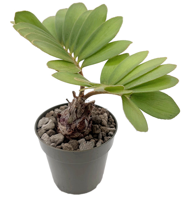 Zamia pumila - Kardinalpalme